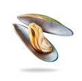 Opened large mussel in a shell closeup isolated on a white background