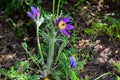 Opened lumbago, dream-grass, lat. Anemone patens, is a perennial plant that blooms from April to June. It is an incredibly Royalty Free Stock Photo