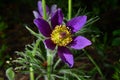 Opened lumbago, dream-grass, lat. Anemone patens, is a perennial plant that blooms from April to June. It is an incredibly Royalty Free Stock Photo