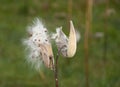 Opened Milk Weed