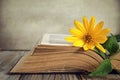 Opened old book and yellow flower Royalty Free Stock Photo