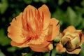 Opened orange trollius flower
