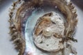 Opened oyster with pearl inside Royalty Free Stock Photo