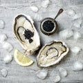 Opened oysters with black sturgeon caviar and lemon on ice on grey concrete background. Royalty Free Stock Photo
