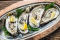 Opened oysters with piece of lemon on the cooper tray