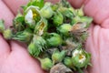 Opened palm full of damaged strawberry buds because of weevil buds. Injuring and damaging berry harvest.Agricultural