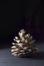 opened pine cone on a black background