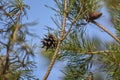Opened pine cone on branch with green needles Royalty Free Stock Photo