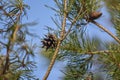 Opened pine cone on branch with green needles