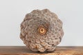 opened pine cone, pine cone, Pinus brutia Royalty Free Stock Photo