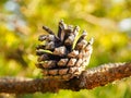 Pine cone on tree Royalty Free Stock Photo