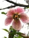 Hellebore pink with spots perennial flower bud opened