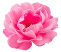 Opened pink rose or Bulgarian rose on white background. File contains clipping path Royalty Free Stock Photo
