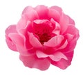 Opened pink rose or Bulgarian rose on white background. File contains clipping path Royalty Free Stock Photo