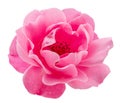 Opened pink rose or Bulgarian rose on white background. File contains clipping path Royalty Free Stock Photo
