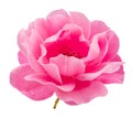 Opened pink rose or Bulgarian rose on white background. File contains clipping path Royalty Free Stock Photo