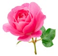 Opened pink rose or Bulgarian rose on white background. File contains clipping path Royalty Free Stock Photo
