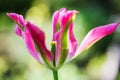 The opened pink tulip against the backdrop of garden Royalty Free Stock Photo