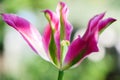 The opened pink tulip against the backdrop of garden Royalty Free Stock Photo