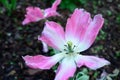 Opened pink tulip flower bud close-up. The background is blurred. Natural flora background Royalty Free Stock Photo