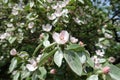 Almost opened pinkish white flower of quince Royalty Free Stock Photo