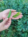 Opened pods of young green peas in woman's hand against the background of garden bed with pea bushes. Close-up Royalty Free Stock Photo