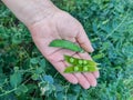 Opened pods of young green peas in woman's hand against the background of garden bed with pea bushes. Close-up. Royalty Free Stock Photo