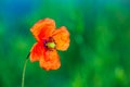 Opened poppy flower at fuzzy green background