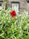 Opened poppy flower among the green grove