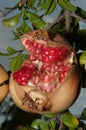 Opened Punica granatum in its tree