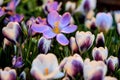 Opened purple flower Crocus closeup in the spring garden Macro