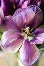 Opened purple tulip close-up. The concept of the holiday Flowers