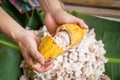 opened raw fresh cocoa pod in hands with beans inside. Royalty Free Stock Photo