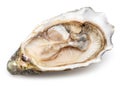 Opened raw oyster isolated on white background. Delicacy food Royalty Free Stock Photo