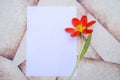 Opened red tulip and a blank sheet of paper Royalty Free Stock Photo