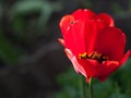 Opened red tulip bud in dark blurred background Royalty Free Stock Photo