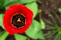 Opened red tulip bud. View from above. Close-up. Royalty Free Stock Photo