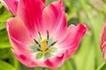 Opened red tulip close up image with green background Royalty Free Stock Photo