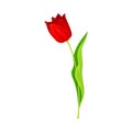 Opened Red Tulip Flower Bud on Green Erect Stem with Blade Vector Illustration Royalty Free Stock Photo