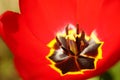 Opened red tulip flower in spring garden, macro view Royalty Free Stock Photo