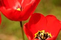 Opened red tulip flowers grow in spring garden Royalty Free Stock Photo