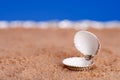 Opened sea shell on beach sand and blue sky Royalty Free Stock Photo