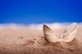 Opened sea shell seashell on beach sand Royalty Free Stock Photo