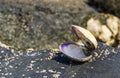 Opened seashell in closeup, Beach background, the house of a mollusc, marine life animals