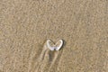 an opened seashell in the sand of a beach, for backgrounds Royalty Free Stock Photo