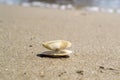 Opened seashell on the sand Royalty Free Stock Photo