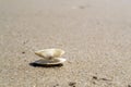 Opened seashell on the sand Royalty Free Stock Photo