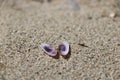 Opened seashell on the sand Royalty Free Stock Photo