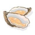 Opened shellfish, oysters with soft body in a shell. Clam bivalve mollusk. Seafood for gourmet.