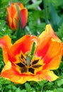 Yellow-red blooming tulip with a slightly blurred tulip in the background 2 Royalty Free Stock Photo